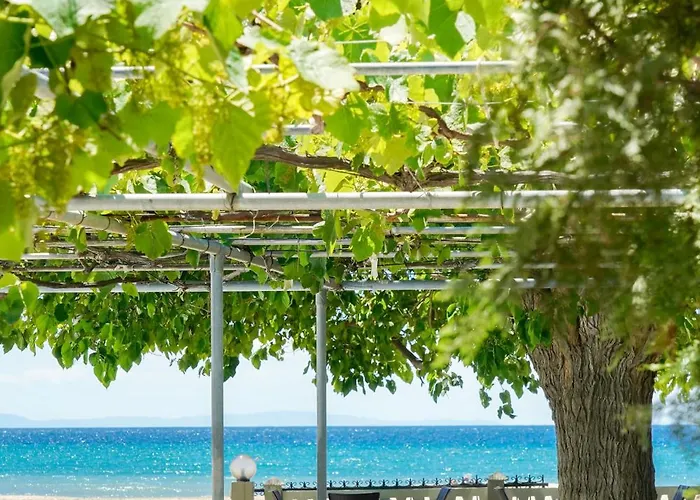 Olivento Front 3* ポトス